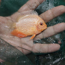 MARVELOUS RED SPOTTED GOLD SEVERUM 2 INCH HEAD TO TAIL