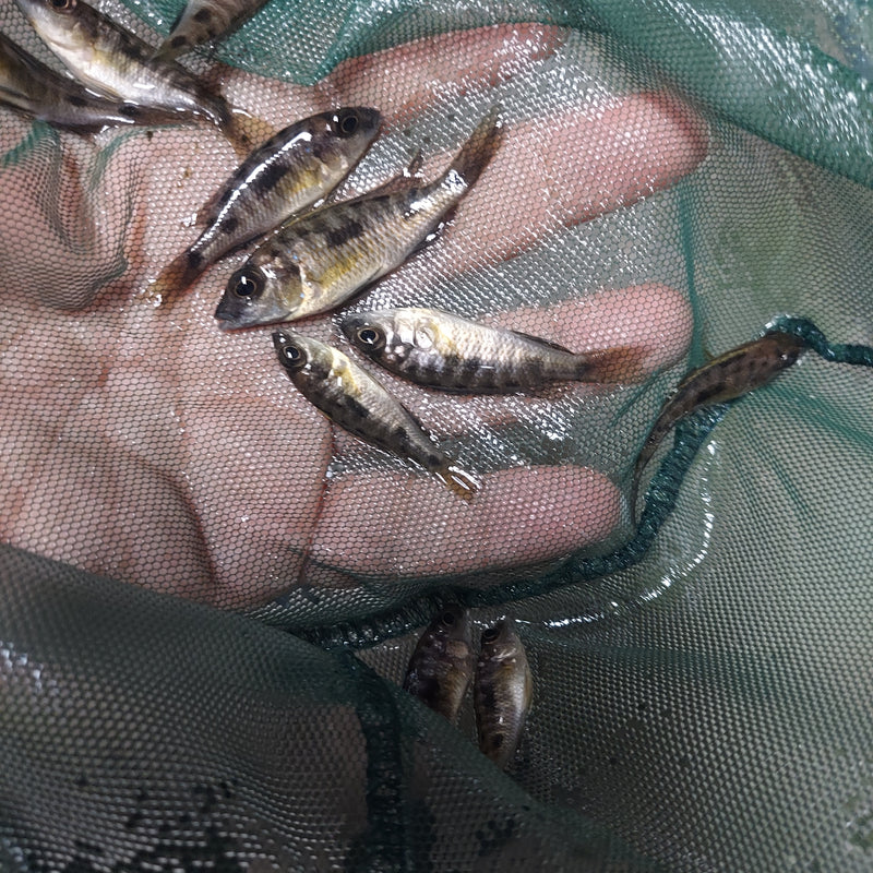 ARISTO YELLOW BLAZE 2" UNSEXED (Otopharynx Lithobates)