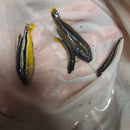 GOLDEN MBUNA 1.5 TO 2" UNSEXED (Melanochromis auratus)