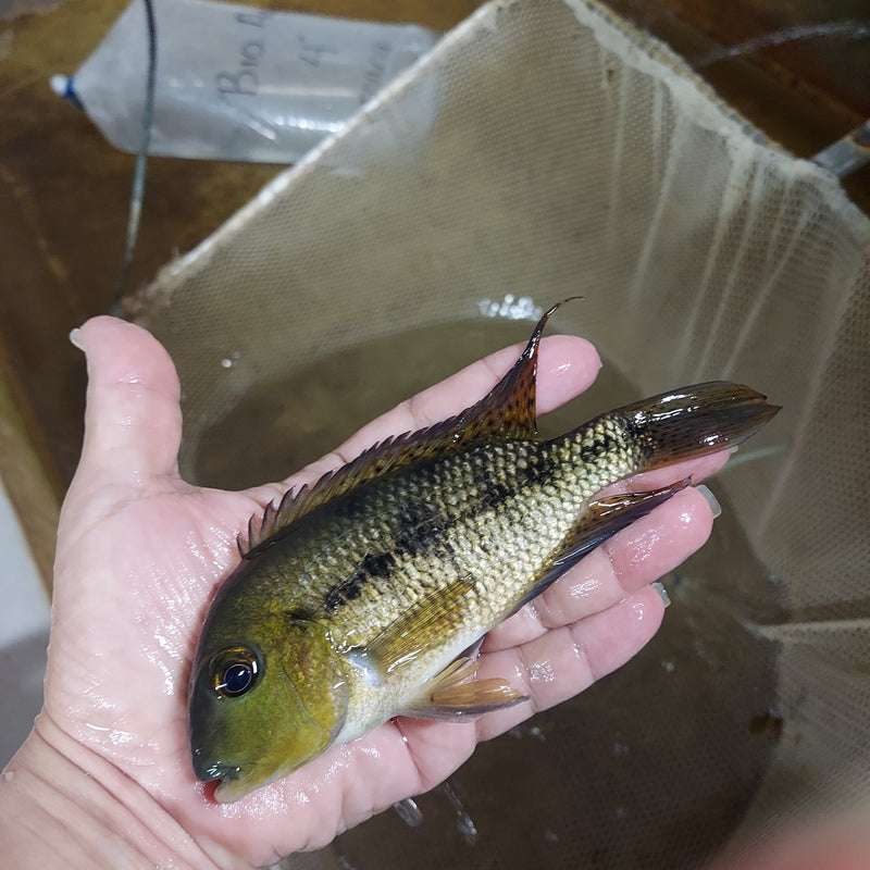 NICARAGUENSE CICHLID 5" UNSEXED