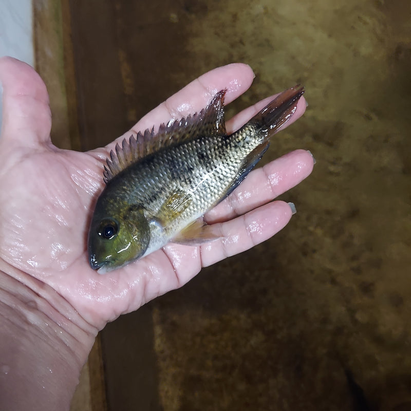NICARAGUENSE CICHLID 3"