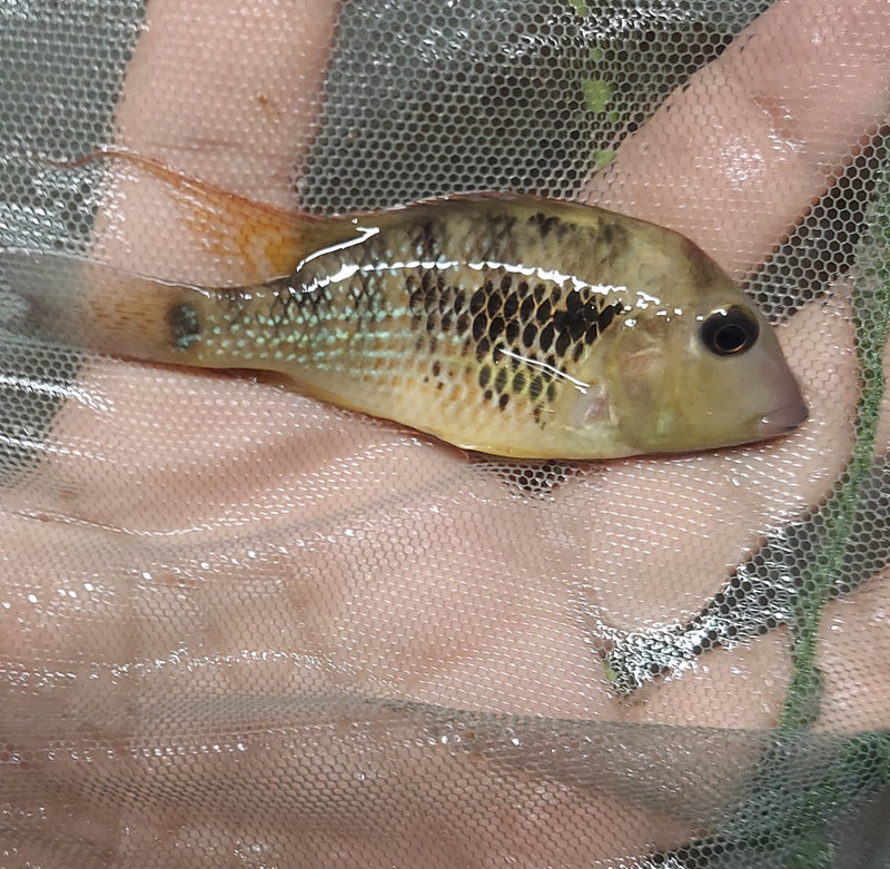 RED HUMP EARTHEATER G STEINDACHNERI CICHLID 2.5 TO 3" MALE