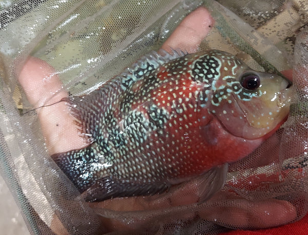 OUTSTANDING MALE RED WARRIOR FLOWERHORN 6 INCHES