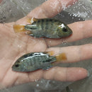 FANTASTIC SYNSPILUM CICHLID 1.5 To 2"(Vieja melanura)