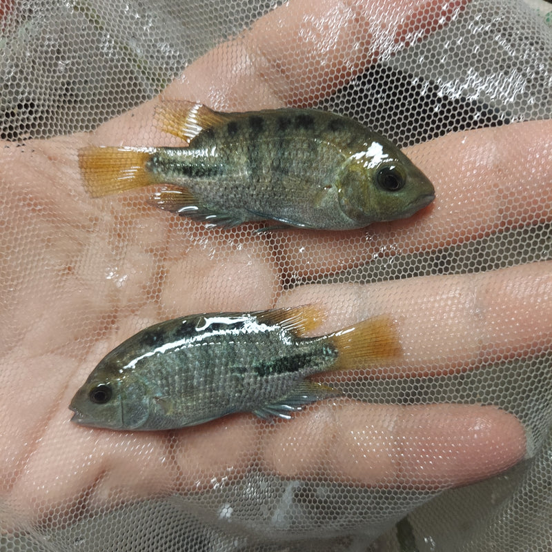 FANTASTIC SYNSPILUM CICHLID 1.5" (Vieja melanura)