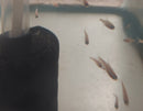 5 GOLD NEON TETRA (Paracheirodon innesi)