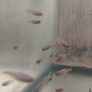 5 GOLD NEON TETRA (Paracheirodon innesi)