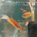 3 BEAUTIFUL RED PARADISE GOURAMI 1.5 TO 2"