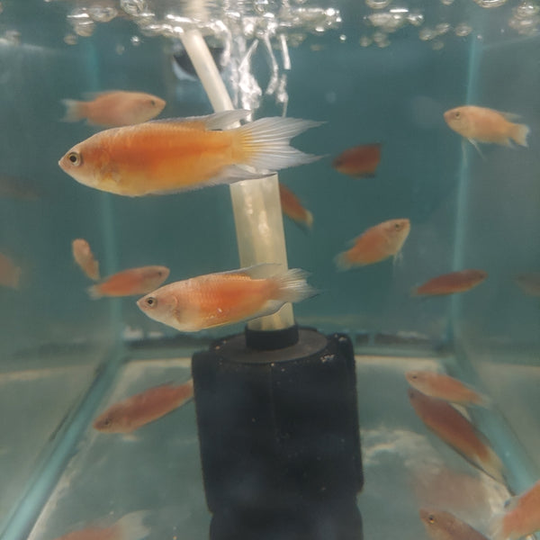 3 BEAUTIFUL RED PARADISE GOURAMI 1.5"