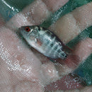 RED DRAGON FLOWERHORN CICHLID 1.5 TO 2" UNSEXED