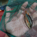 SALVINI CICHLID 2 to 3" UNSEXED