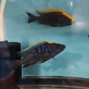 YELLOW BLAZE AFRICAN CICHLID +4" (MALE) Otopharynx Lithobates (Zimbawe Rock)