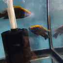 YELLOW BLAZE AFRICAN CICHLID +4" (MALE) Otopharynx Lithobates (Zimbawe Rock)