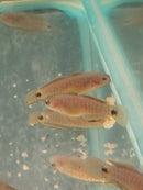 THE PEACOCK GUDGEON GOBY 1" UNSEXED (Tateurndina ocellicauda)