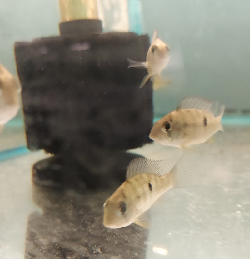 BEAUTIFUL GEOPHAGUS PELLEGRINI 2.5 to 3 INCHES UNSEXED (Geophagus pellegrini)