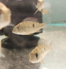 BEAUTIFUL GEOPHAGUS PELLEGRINI 1.5 INCHES UNSEXED (Geophagus pellegrini)