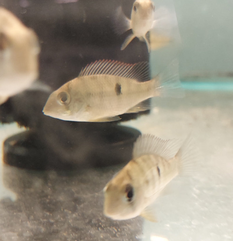 BEAUTIFUL GEOPHAGUS PELLEGRINI 2.5 to 3 INCHES UNSEXED (Geophagus pellegrini)