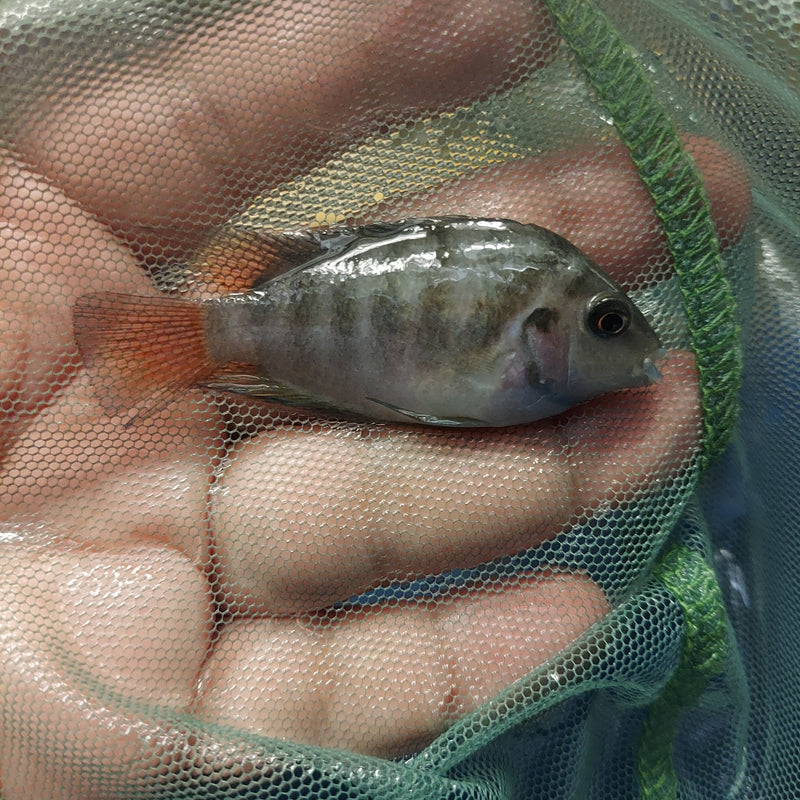 HONDURAN RED POINT CICHLID 2 to 2.5"