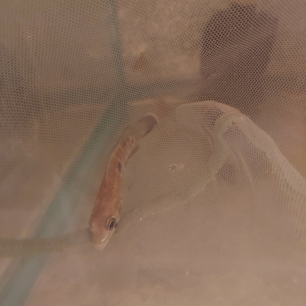 BEAUTIFUL GREEN TERROR CICHLID 2.5"