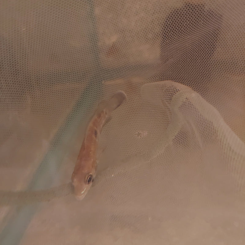 BEAUTIFUL GREEN TERROR CICHLID 2.5"