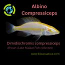 BEAUTIFUL ALBINO COMPRESSICEPS 2" UNSEXED (Dimidiochromis compressiceps)