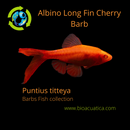 4 BEAUTIFUL ALBINO LONG FIN CHERRY BARB UNSEXED (Puntius titteya)