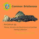 3 PACK ANCISTRUS BUSHY NOSE BRISTLENOSE 1 TO 1.5 INCHES (Ancistrus sp)