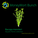 MONEYWORT BUNCH (Bacopa monnieri  ) 5 to 7 STEMS