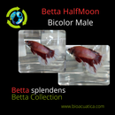 BETTA HALFMOON BICOLOR MALE ( Betta splendens)