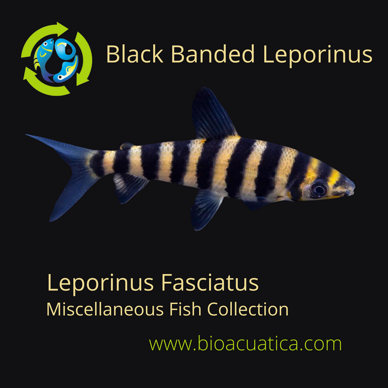 BEAUTIFUL BLACK BANDED LEPORINUS 2 TO 2.5 INCHES ( Leporinus fasciatus )