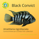 BLACK CONVICT CICHLID 2" UNSEXED (Amatitlania nigrofasciata)