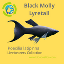 3 BLACK MOLLY LYRETAIL ONE MALE TWO FEMALES (Poecilia latipinna)