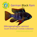 EXOTIC GERMAN BLACK RAM 1 INCH UNSEXED (Mikrogeophagus ramirezi) (Copy)