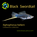 3 COLORFUL BLACK SWORDTAIL 2" Livebearers