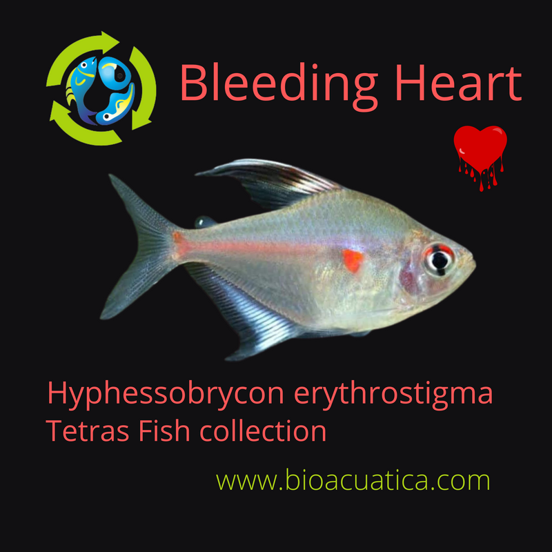 3 BEAUTIFUL BLEEDING HEART TETRA (Hyphessobrycon erythrostigma)