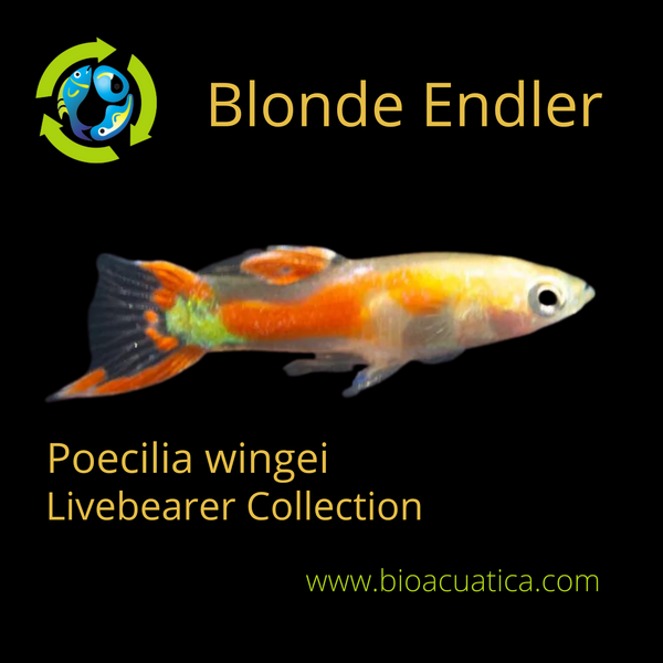 3 OUTSTANDING MALES BLONDE ENDLERS (Poecilia wingei)
