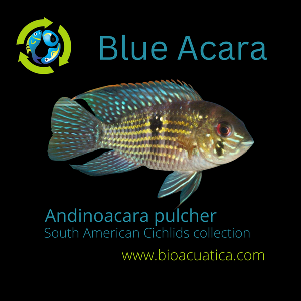 BEAUTIFUL BLUE ACARA 1.5 TO 2 INCHES UNSEXED (Andinoacara pulcher)