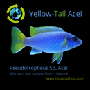 GREAT YELLOW-TAIL ACEI 1" UNSEXED (Pseudotropheus sp. "acei")