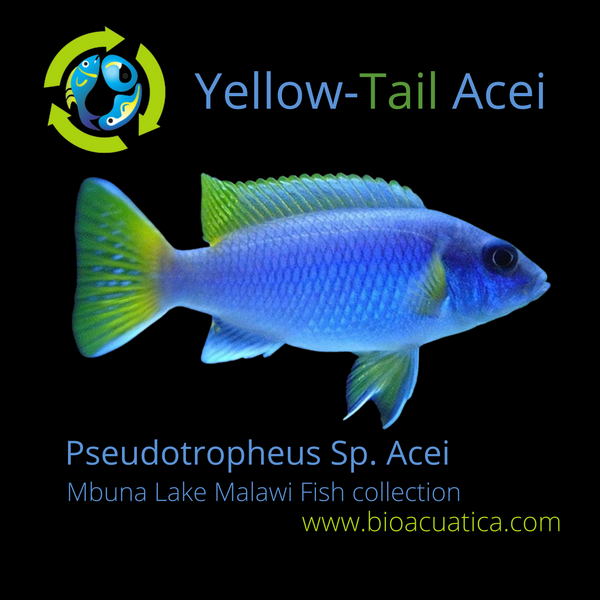 GREAT YELLOW-TAIL ACEI 2.75" TO 3" UNSEXED (Pseudotropheus sp. "acei")