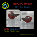 BETTA HALFMOON BICOLOR MALE ( Betta splendens)