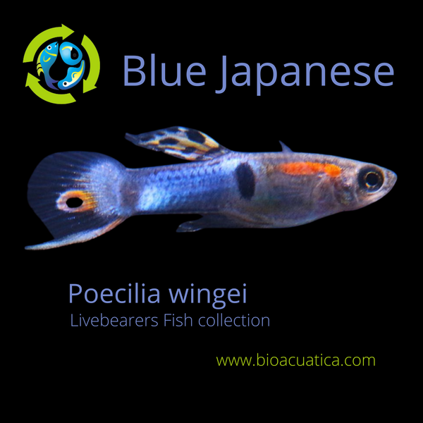 VIBRANT 5 MALE BLUE JAPANESE ENDLERS (Poecilia wingei)  STUNNING COLORATION
