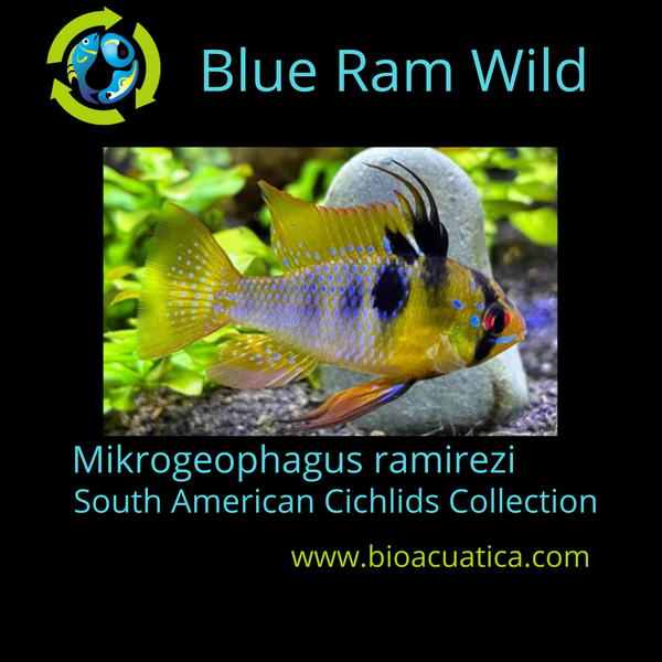 BEAUTIFUL BLUE RAM WILD 1 TO 1.5 INCH UNSEXED (Mikrogeophagus ramirezi)