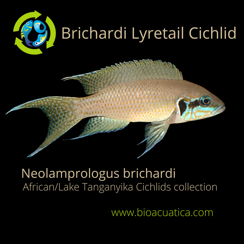 BRICHARDI LYRETAIL CICHLID 1.5 to 2" INCHES (Neolamprologus brichardi)