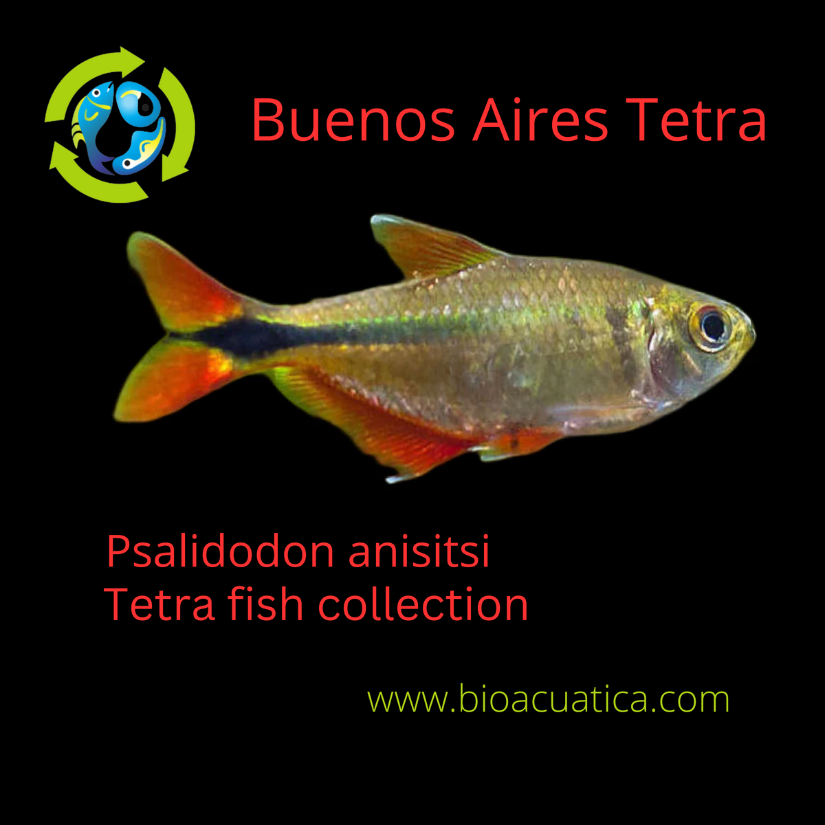 buenos aires tetra planted tank BEAUTIFUL 5 TETRA BUENOS AIRES UNSEXED (Psalidodon anisitsi)