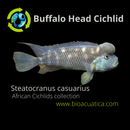 BUFFALO HEAD CIHLID 1.5 TO 2" UNSEXED (Steatocranus casuarius)