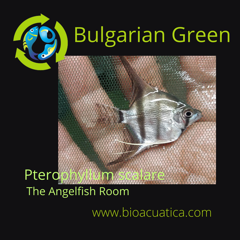 2 GREEN BULGARIAN QUARTER BODY SIZE UNSEXED (Pterophyllum scalare)