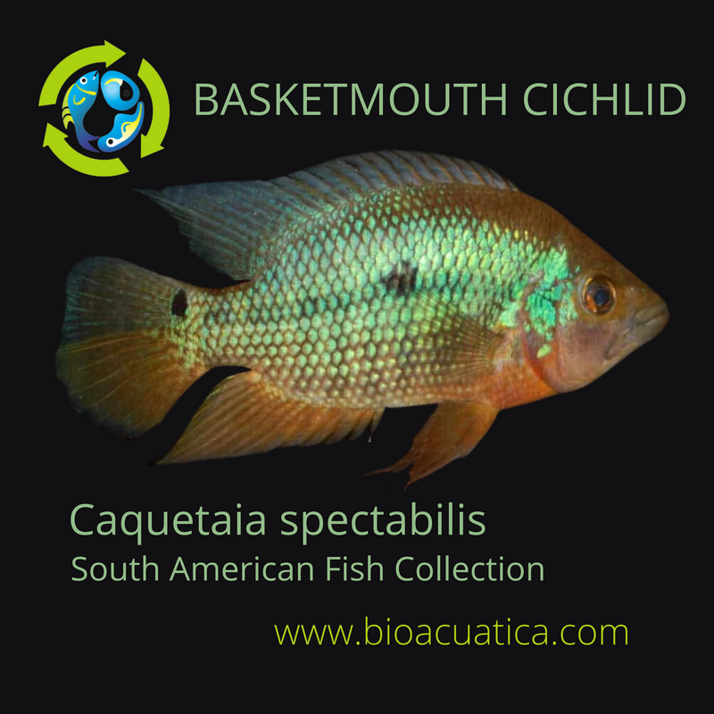 SUPERB BASKETMOUTH CICHLID 1.0 TO 1.5 INCHES UNSEXED (Caquetaia spectabilis)