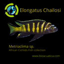 ELONGATUS CHAILOSI  (Metriaclima Sp) 1.75 TO 2  INCHES UNSEXED