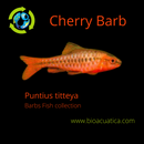 4 BEAUTIFUL CHERRY BARB UNSEXED (Puntius titteya)