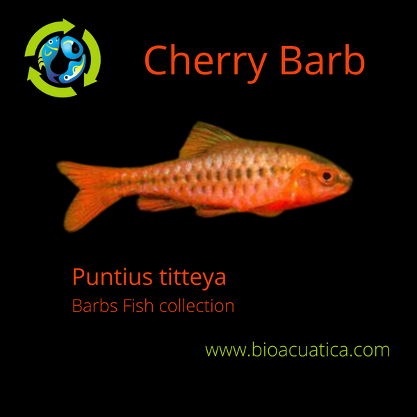 3 BEAUTIFUL CHERRY BARB UNSEXED (Puntius titteya)